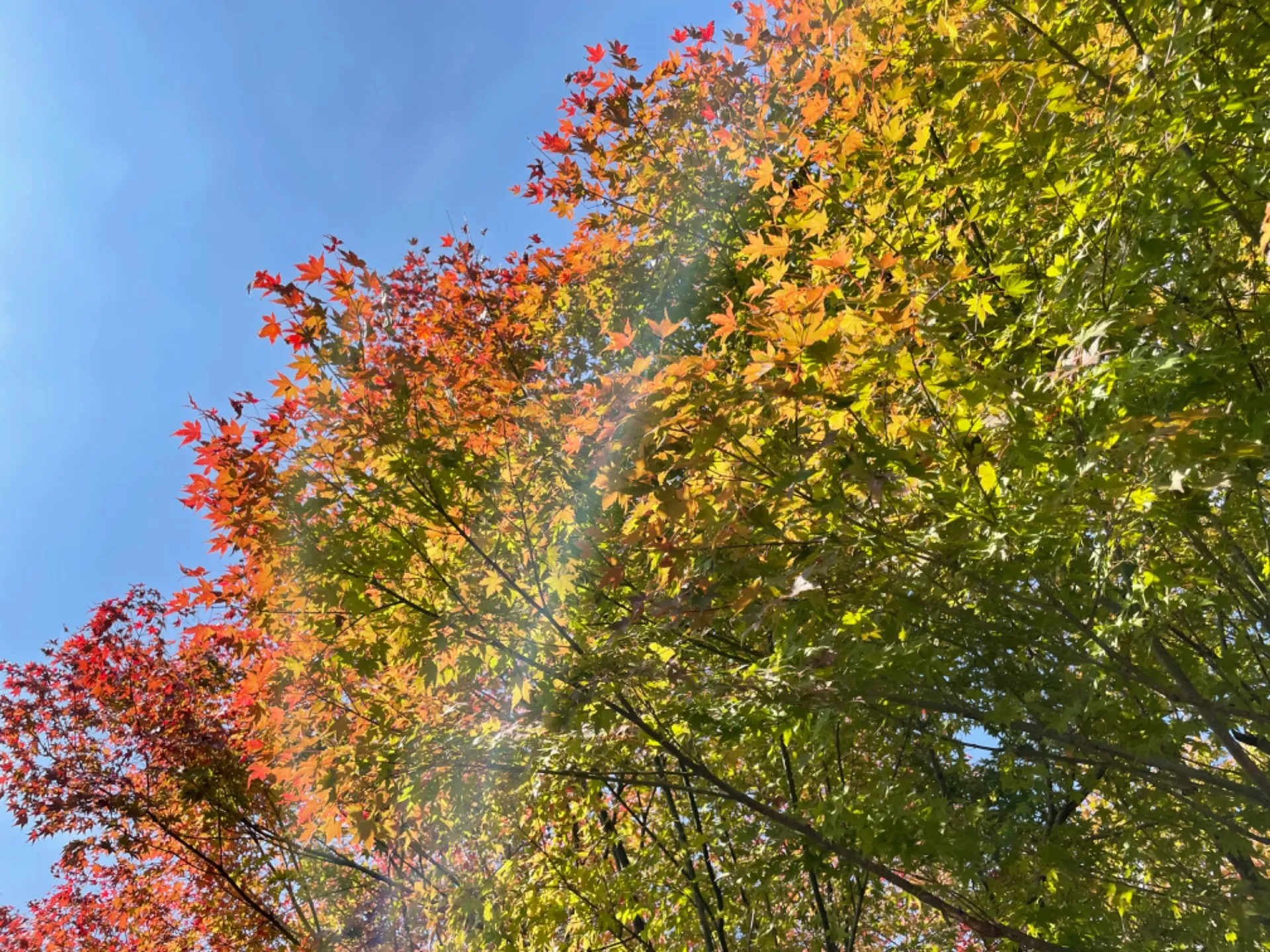 「わがまち加古川70選名所コンサート@谷の長楽寺」開催のお知らせ